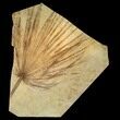 Fossil Palm Frond From Wyoming - Perfect Split! #78248-2